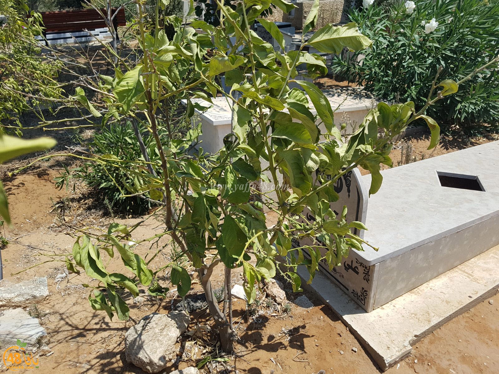 tasoo trees je (2).jpg